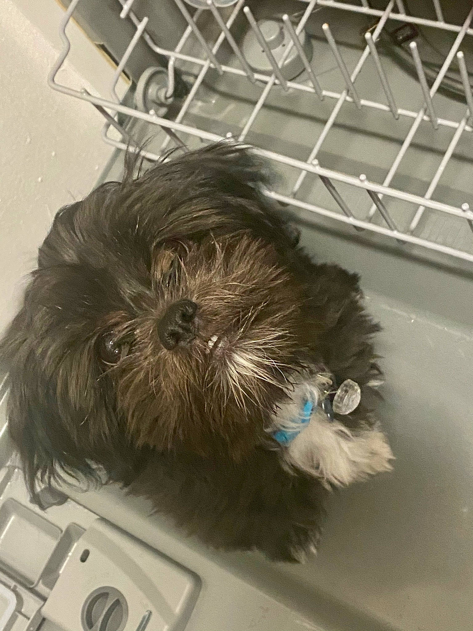 Panda joined the competition — help win amazing prizes! canidae, carnivore, ceiling, companion_dog, dog, dog_breed, electric_blue, feather, fur, glass, illustration, metal, rodent, small_terrier, sporting_group, terrier, toy, toy_dog, whiskers