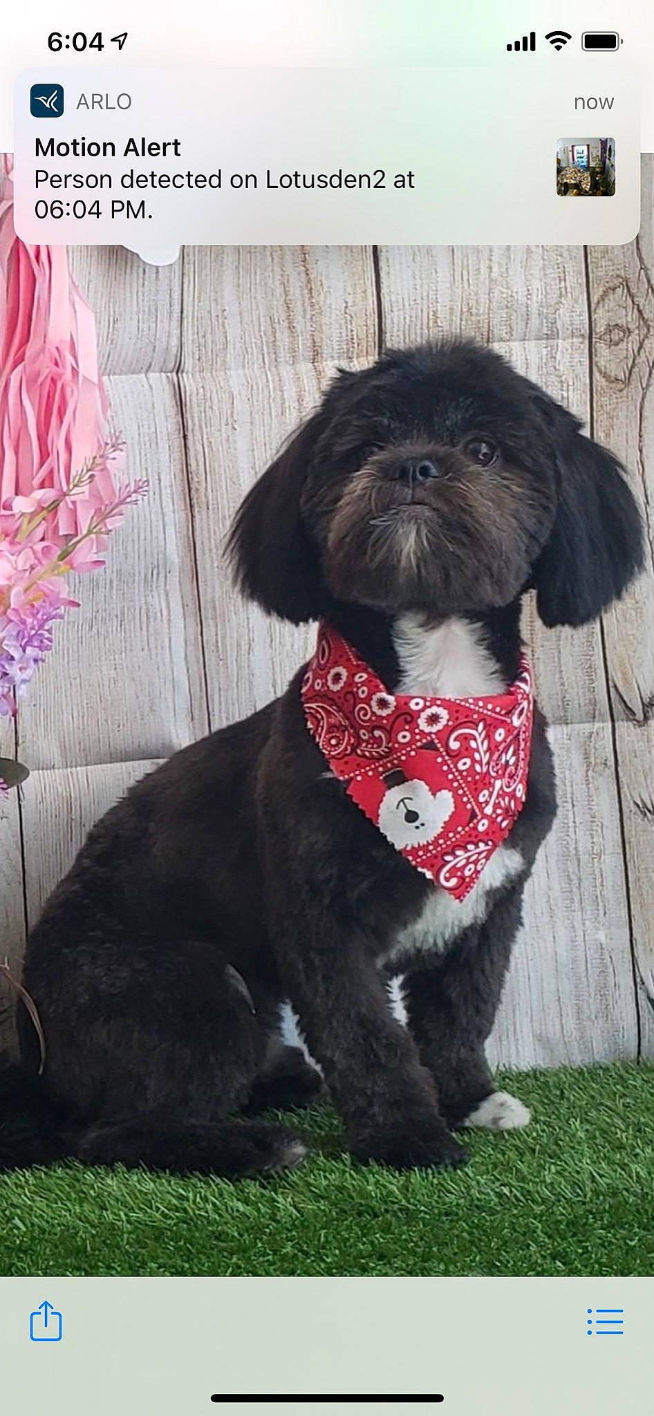 Panda is registered to the contest to win money with this photo: bow_tie, canidae, carnivore, collar, companion_dog, dog, dog_breed, dog_clothes, dog_collar, dog_supply, flower, grass, liver, pet_supply, sleeve, snout, sporting_group, tail, toy_dog, working_animal