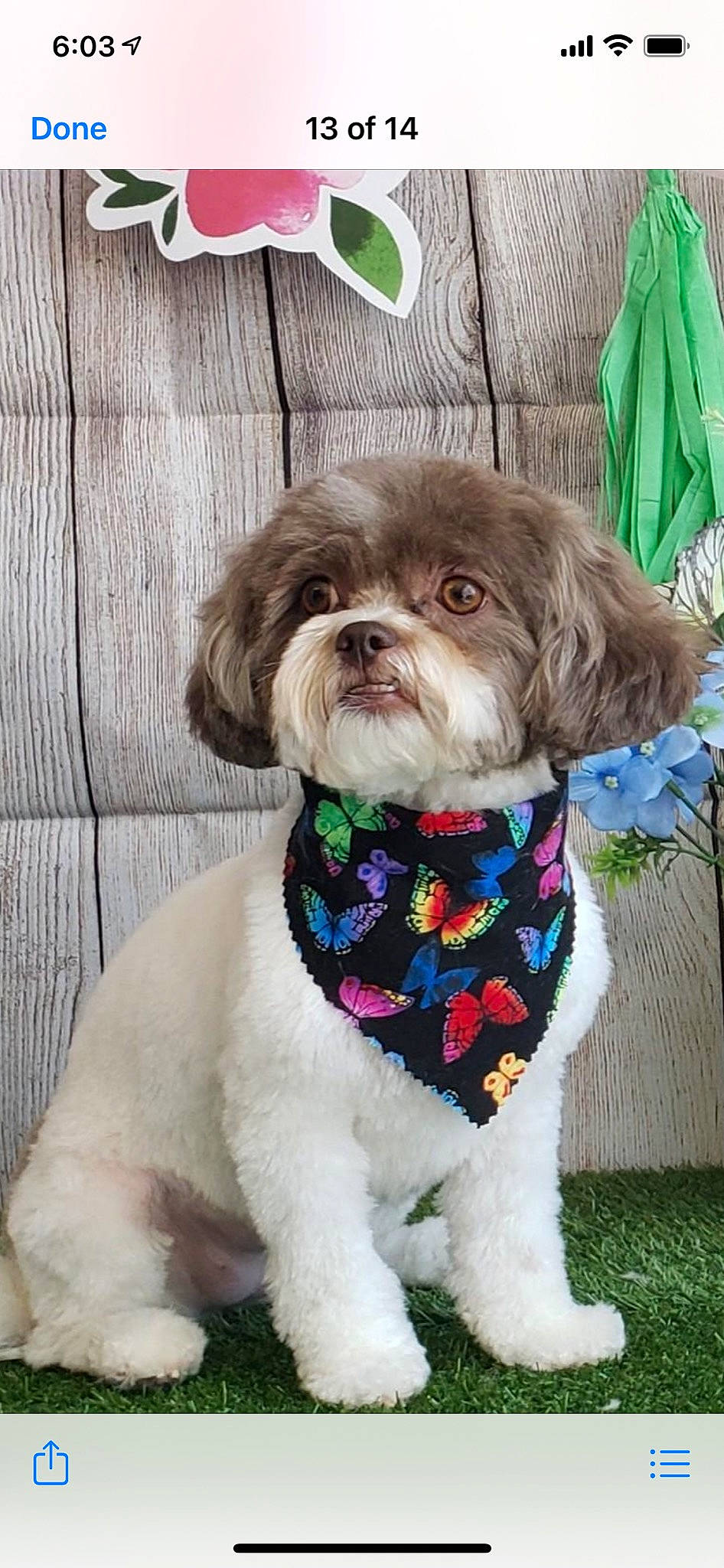 Raisin joined the competition — help win amazing prizes! canidae, carnivore, collar, companion_dog, dog, dog_breed, dog_clothes, dog_collar, dog_supply, fashion_accessory, fawn, fur, green, leash, liver, pet_supply, shih_tzu, snout, toy_dog, working_animal