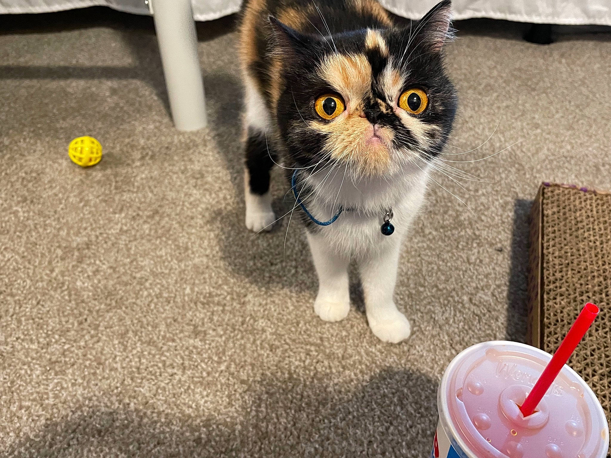 Kiki joined the competition — help win amazing prizes! carnivore, cat, cup, domestic_short_haired_cat, drink, drinking_straw, felidae, flooring, fur, grapefruit_juice, ingredient, juice, line, non_alcoholic_beverage, paw, pet_food, small_to_medium_sized_cats, tableware, tail, whiskers