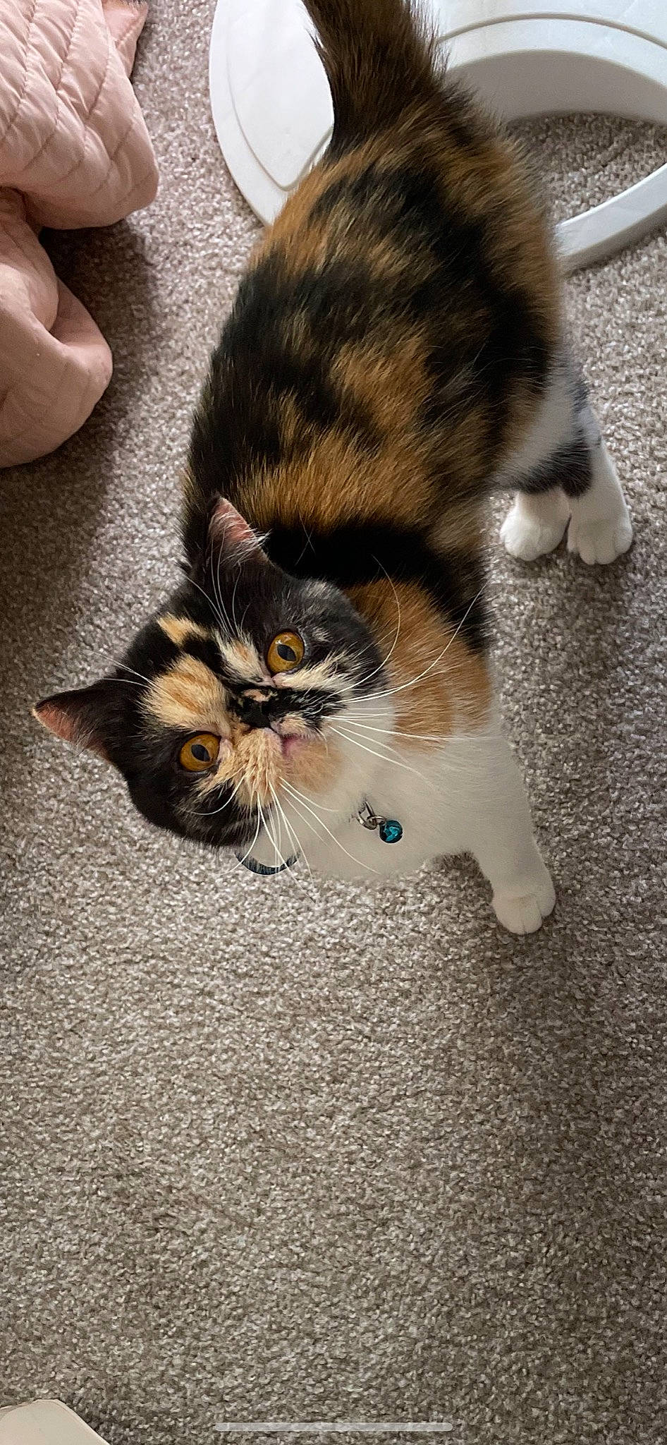 Kiki is registered to the contest to win money with this photo: carnivore, cat, claw, comfort, domestic_short_haired_cat, fawn, felidae, floor, flooring, foot, fur, grass, paw, photo_caption, small_to_medium_sized_cats, snout, tail, terrestrial_animal, whiskers