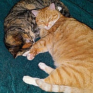 Klem joined the competition — help win amazing prizes! cats, cat, feline, orange_tabby, tabby_cat, sleeping, cuddling, curled_up, paws, whiskers, fur, striped_fur, teal_blanket, blanket, bed, cozy, indoor, pets, animal_portrait, relaxing
