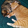 cats, cat, feline, orange_tabby, tabby_cat, sleeping, cuddling, curled_up, paws, whiskers, fur, striped_fur, teal_blanket, blanket, bed, cozy, indoor, pets, animal_portrait, relaxing