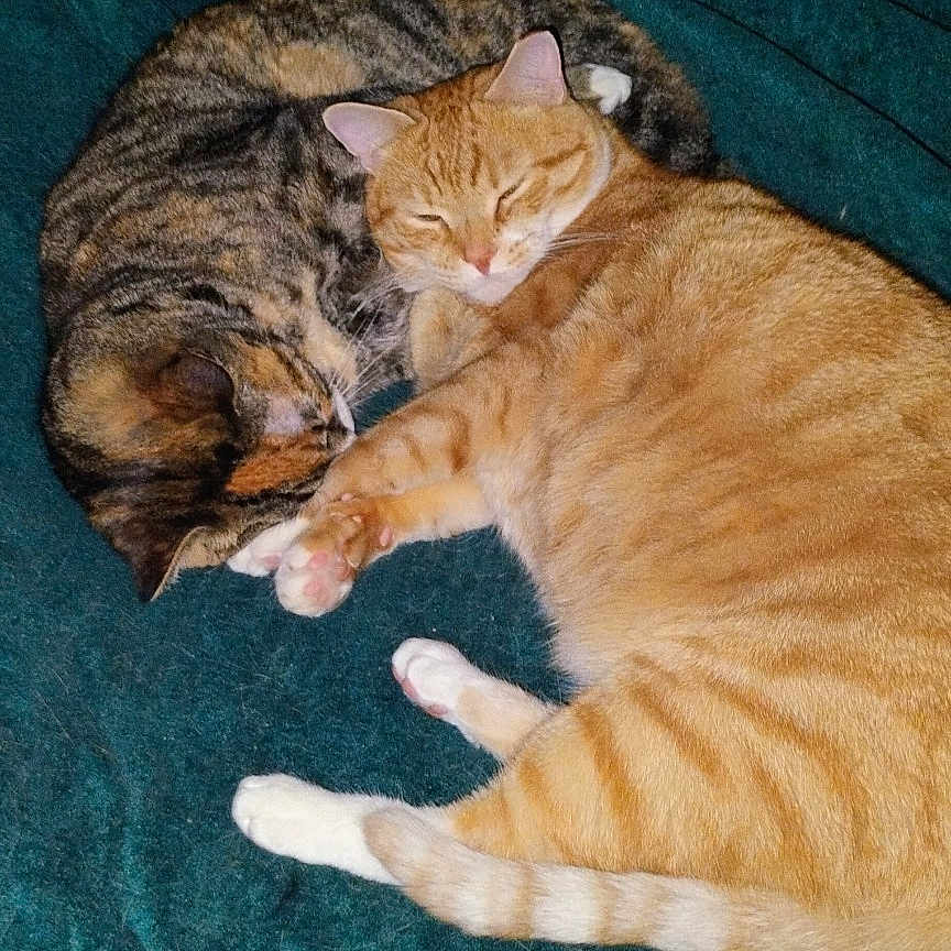 Klem joined the competition — help win amazing prizes! cats, cat, feline, orange_tabby, tabby_cat, sleeping, cuddling, curled_up, paws, whiskers, fur, striped_fur, teal_blanket, blanket, bed, cozy, indoor, pets, animal_portrait, relaxing