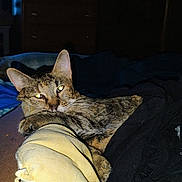 Patrick is registered to the contest to win money with this photo: cat, tabby_cat, feline, sleepy, lounging, bedroom, clothes, laundry, cardboard_box, bed, blanket, furniture, dresser, indoor, flash_photography, portrait, whiskers, ears, striped_fur, cozy