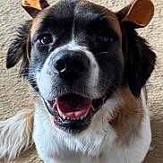 Sadie is registered to the contest to win money with this photo: dog, pet, smiling, close_up, headband, ears, happy, canine, indoor, carpet, fur, tongue, animal, muzzle, cute, playful, domestic_animal, friendly, looking_at_camera, face
