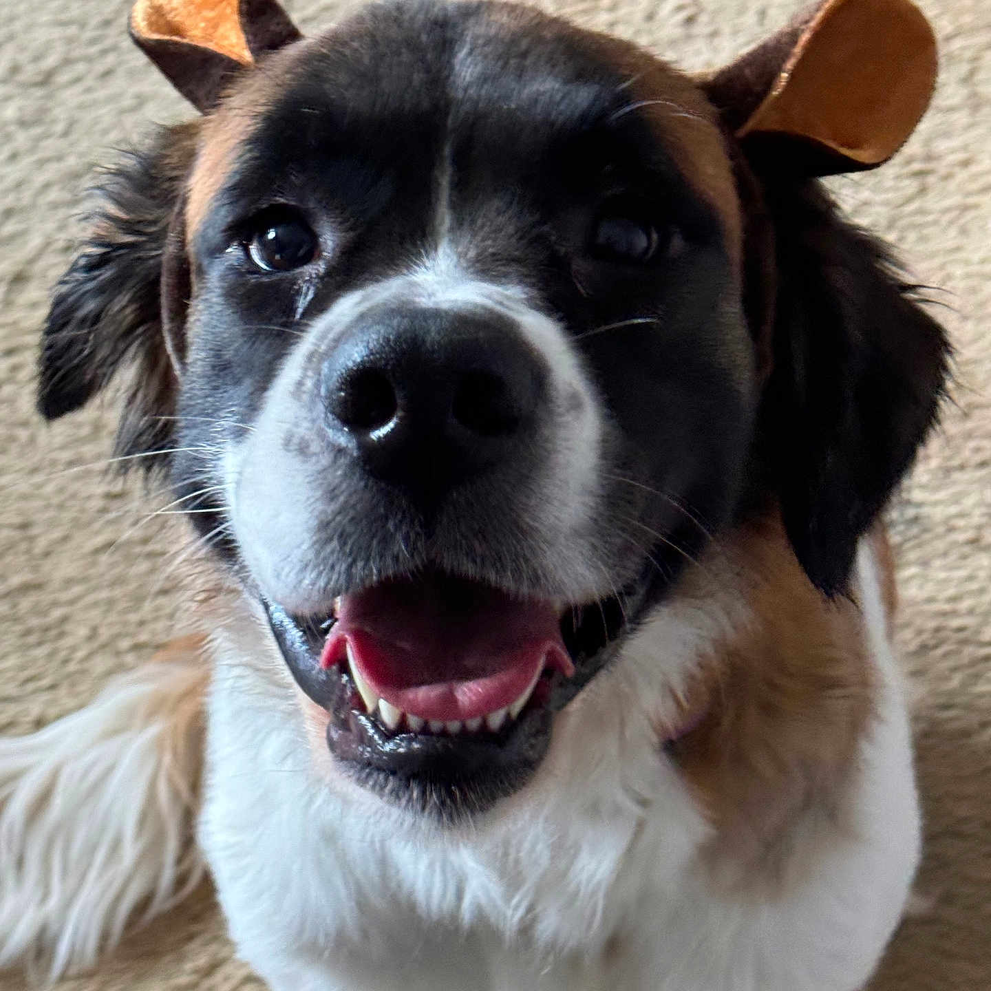 Sadie is registered to the contest to win money with this photo: animal, canine, carpet, close_up, cute, dog, domestic_animal, ears, face, friendly, fur, happy, headband, indoor, looking_at_camera, muzzle, pet, playful, smiling, tongue