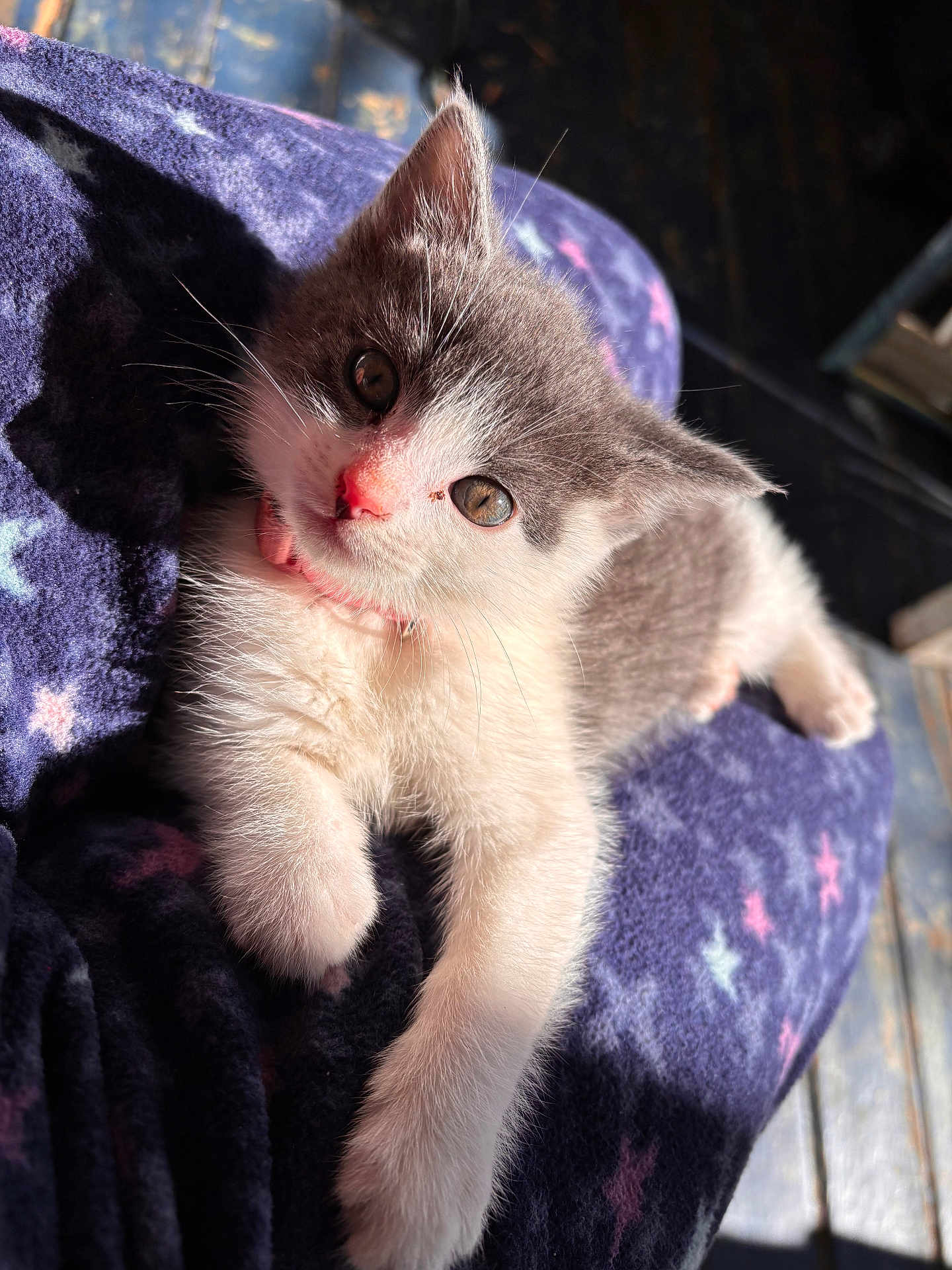 Galleta is registered to the contest to win money with this photo: kitten, cat, pet, feline, animal, fur, whiskers, paw, face, eyes, nose, blanket, star_pattern, cozy, sunlight, indoor, cute, young, relaxing, soft