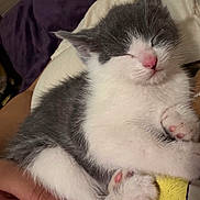 Galleta joined the competition — help win amazing prizes! kitten, cat, sleeping, cute, pet, animal, feline, fur, paw, hand, cozy, resting, domestic_animal, whiskers, pink_nose, snuggled, small, young, soft, adorable