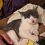 kitten, cat, sleeping, hand, person, lap, cozy, blanket, white, grey, fur, pet, cute, indoors, resting, paw, pink_nose, animal, domestic, young