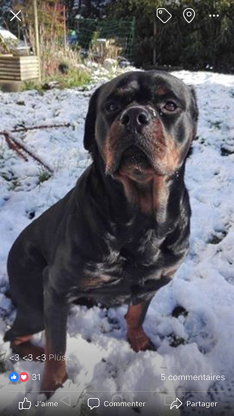 Iana a rejoint le concours — aidez-le/la à gagner de superbes lots ! bulldog, canidae, carnivore, companion_dog, dog, dog_breed, fawn, freezing, fur, guard_dog, plant, shar_pei, snout, snow, sporting_group, whiskers, window, winter, working_animal, working_dog