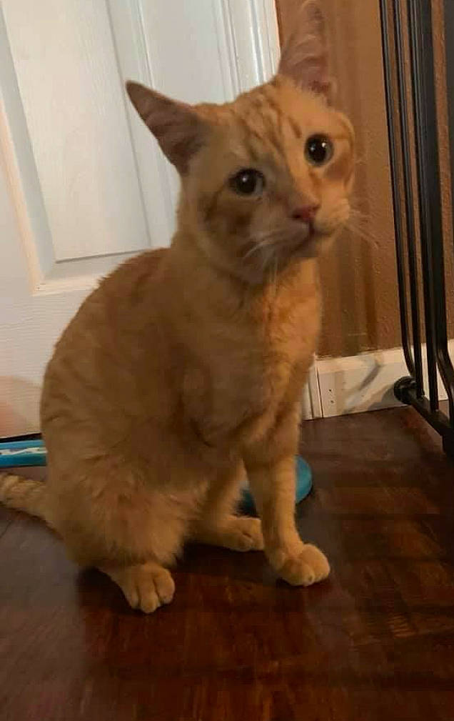 Trip joined the competition — help win amazing prizes! carnivore, cat, domestic_short_haired_cat, eye, fawn, felidae, floor, flooring, fur, hardwood, paw, small_to_medium_sized_cats, snout, tail, terrestrial_animal, varnish, whiskers, wood, wood_flooring