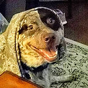 Maverick is registered to the contest to win money with this photo: dog, blanket, indoor, smiling, cozy, patterned_rug, fur, pet, animal, happy, face, brown, black, white, collar, carpet, table, wood, domestic, comfort