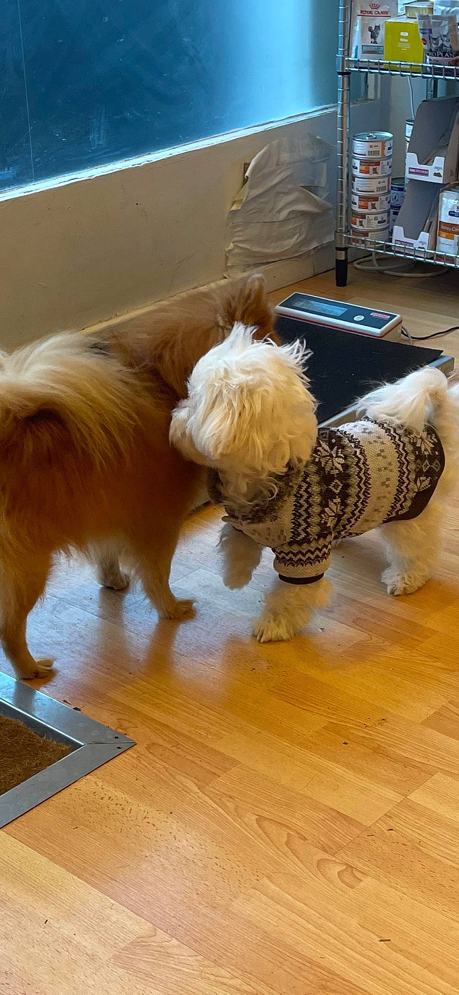 Gigi participe au concours pour gagner de l'argent avec cette photo : canidae, carnivore, companion_dog, dog, dog_breed, fawn, felidae, floor, flooring, fur, hardwood, laminate_flooring, liver, shelf, snout, sporting_group, sunglasses, tail, wood, wood_flooring