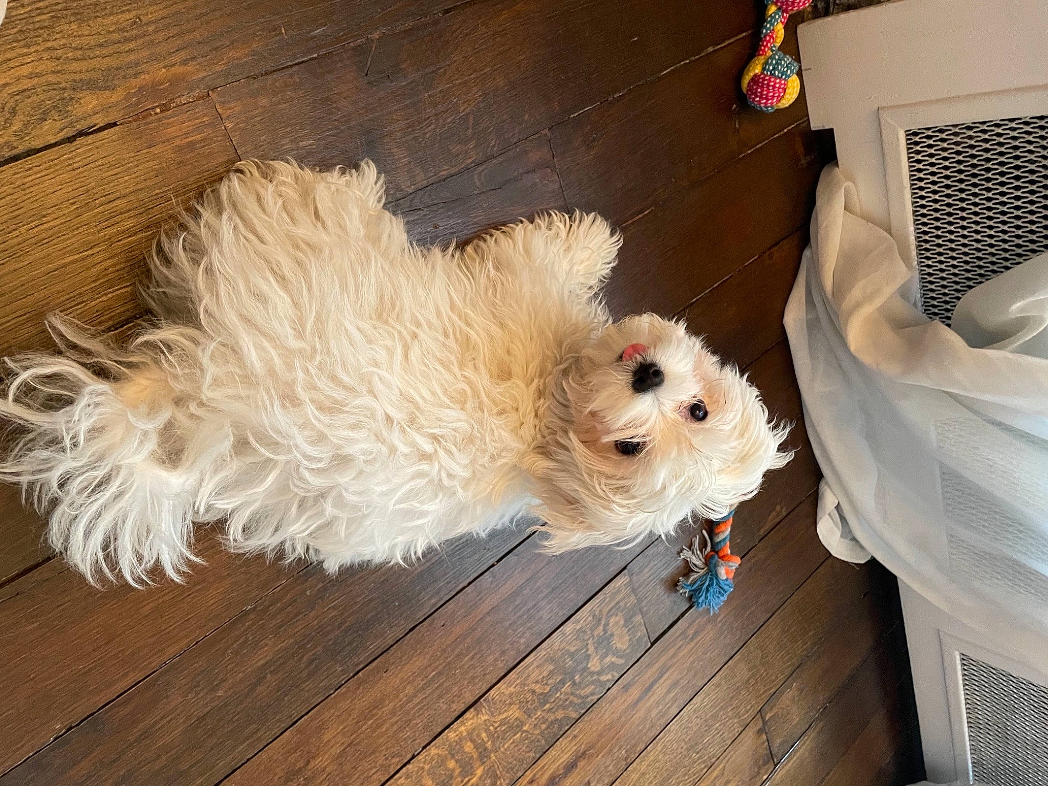 Gigi a rejoint le concours — aidez-le/la à gagner de superbes lots ! canidae, carnivore, companion_dog, dog, dog_breed, fawn, flooring, fur, hardwood, home_appliance, labradoodle, mechanical_fan, sporting_group, tail, terrier, toy, toy_dog, whiskers, wood, wood_stain