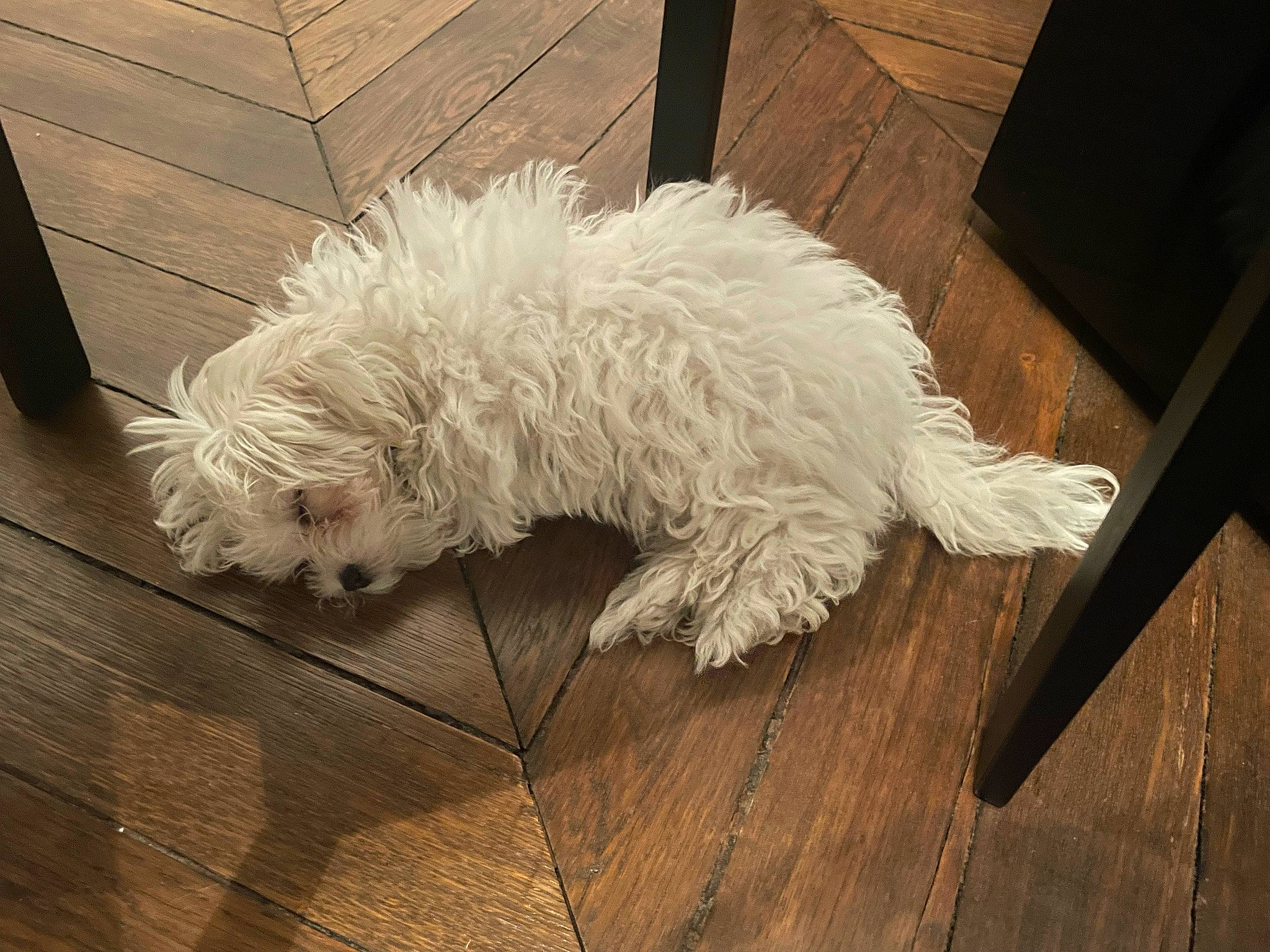 Gigi a rejoint le concours — aidez-le/la à gagner de superbes lots ! canidae, carnivore, companion_dog, dog, dog_breed, floor, flooring, fur, hardwood, maltepoo, small_terrier, snout, sporting_group, tail, terrier, toy_dog, wood, wood_flooring, wood_stain, working_animal