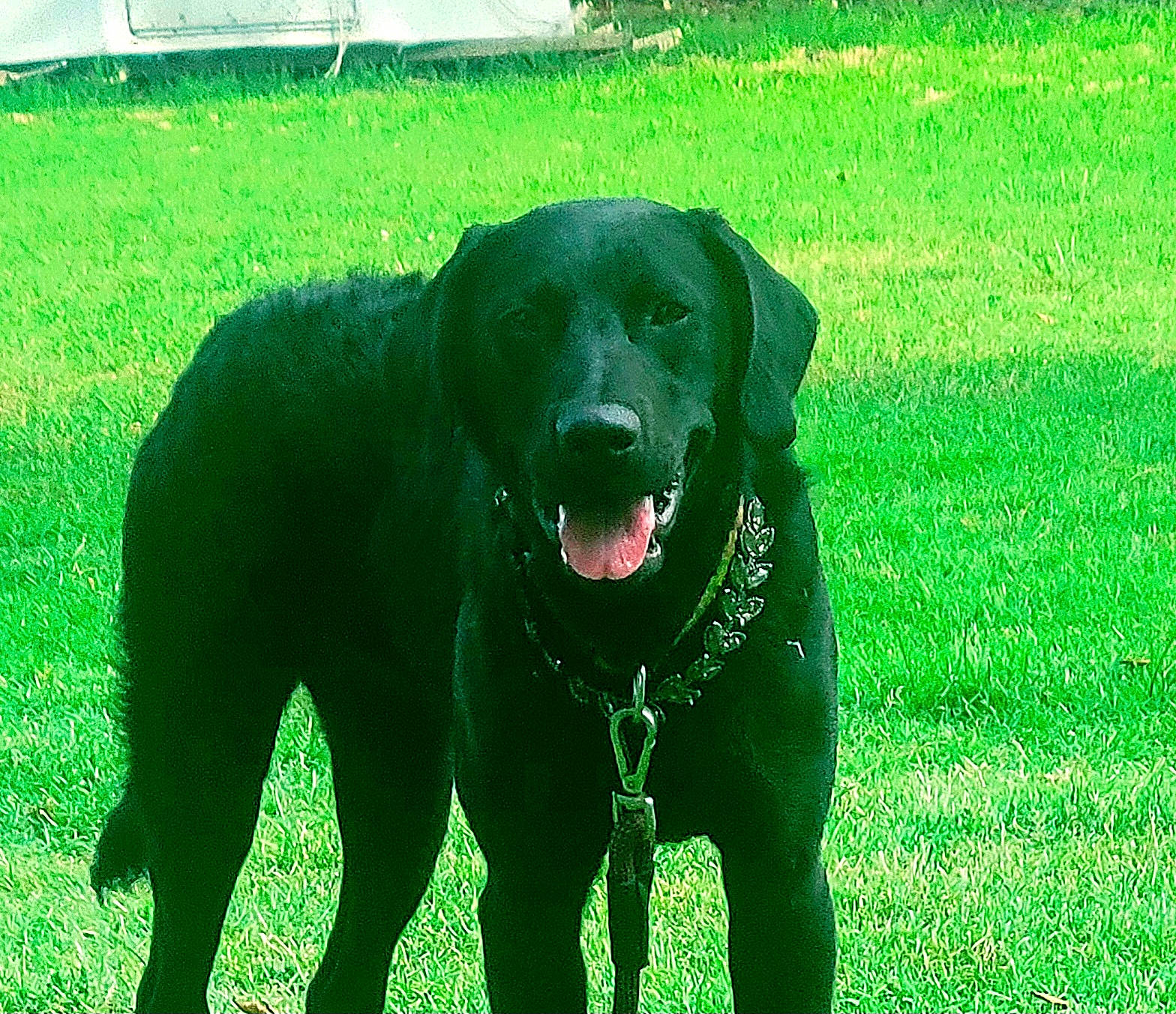 Susie Q joined the competition — help win amazing prizes! borador, canidae, carnivore, collar, companion_dog, dog, dog_breed, dog_collar, grass, gun_dog, labrador_retriever, liver, pet_supply, plant, retriever, snout, tail, terrestrial_animal, working_animal, working_dog