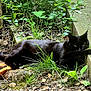 black_cat, cat, animal, outdoor, grass, plants, dirt, rocks, relaxed, stretching, nature, paw, greenery, leaf, feline, wildlife, sunlight, concrete, resting, ground