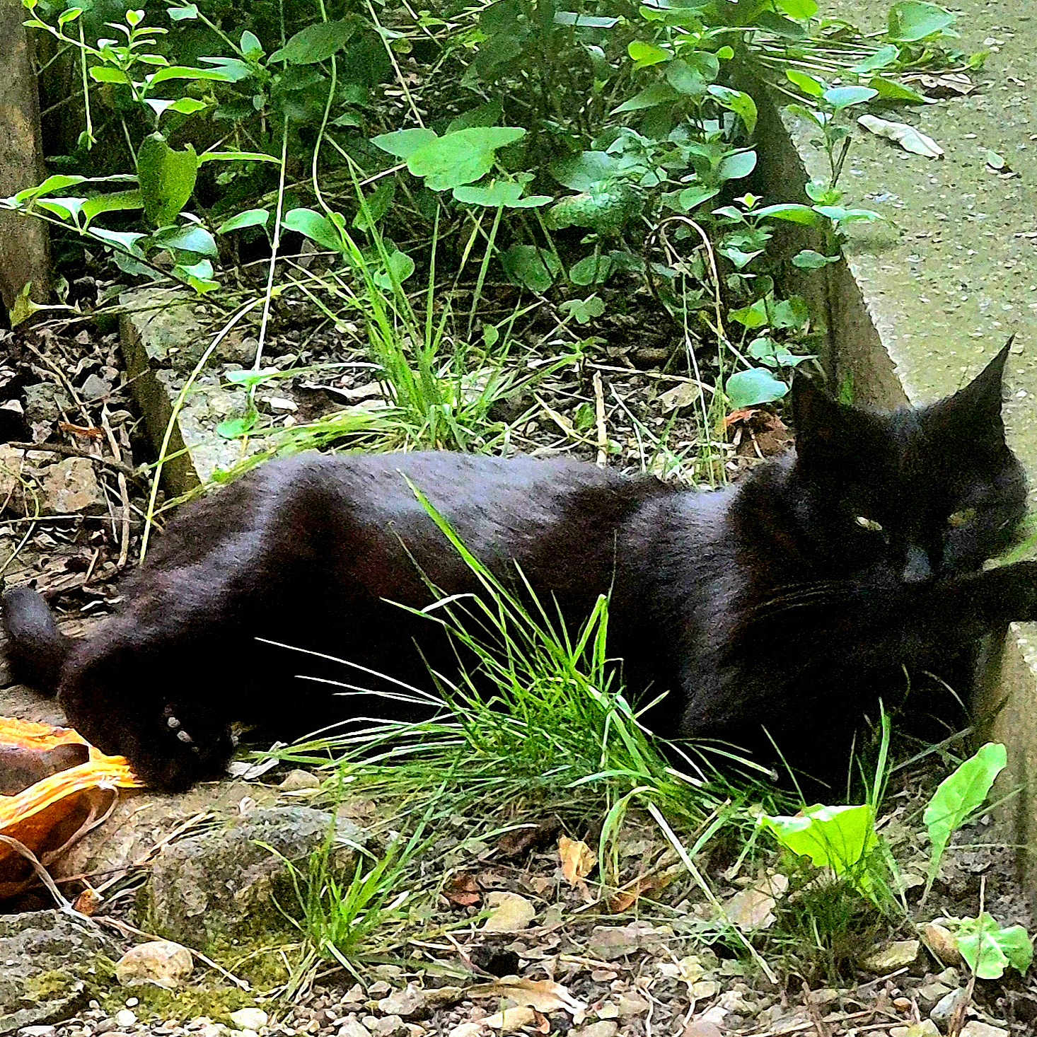 Orphéo a rejoint le concours — aidez-le/la à gagner de superbes lots ! animal, black_cat, cat, concrete, dirt, feline, grass, greenery, ground, leaf, nature, outdoor, paw, plants, relaxed, resting, rocks, stretching, sunlight, wildlife