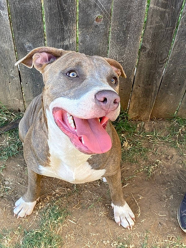 Sasha Banks is registered to the contest to win money with this photo: ancient_dog_breeds, carnivore, collar, companion_dog, dog, dog_breed, dog_collar, dog_supply, fawn, fence, grass, hunting_dog, non_sporting_group, pet_supply, snout, sporting_group, tail, terrestrial_animal, whiskers, working_animal