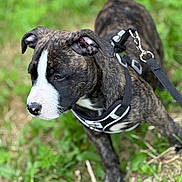 Pop Smoke participe au concours pour gagner de l'argent avec cette photo : puppy, dog, brindle, black_and_white, harness, leash, outdoor, grass, pet, young_dog, canine, close_up, animal, nature, cute, walking, side_view, fur, ears, snout