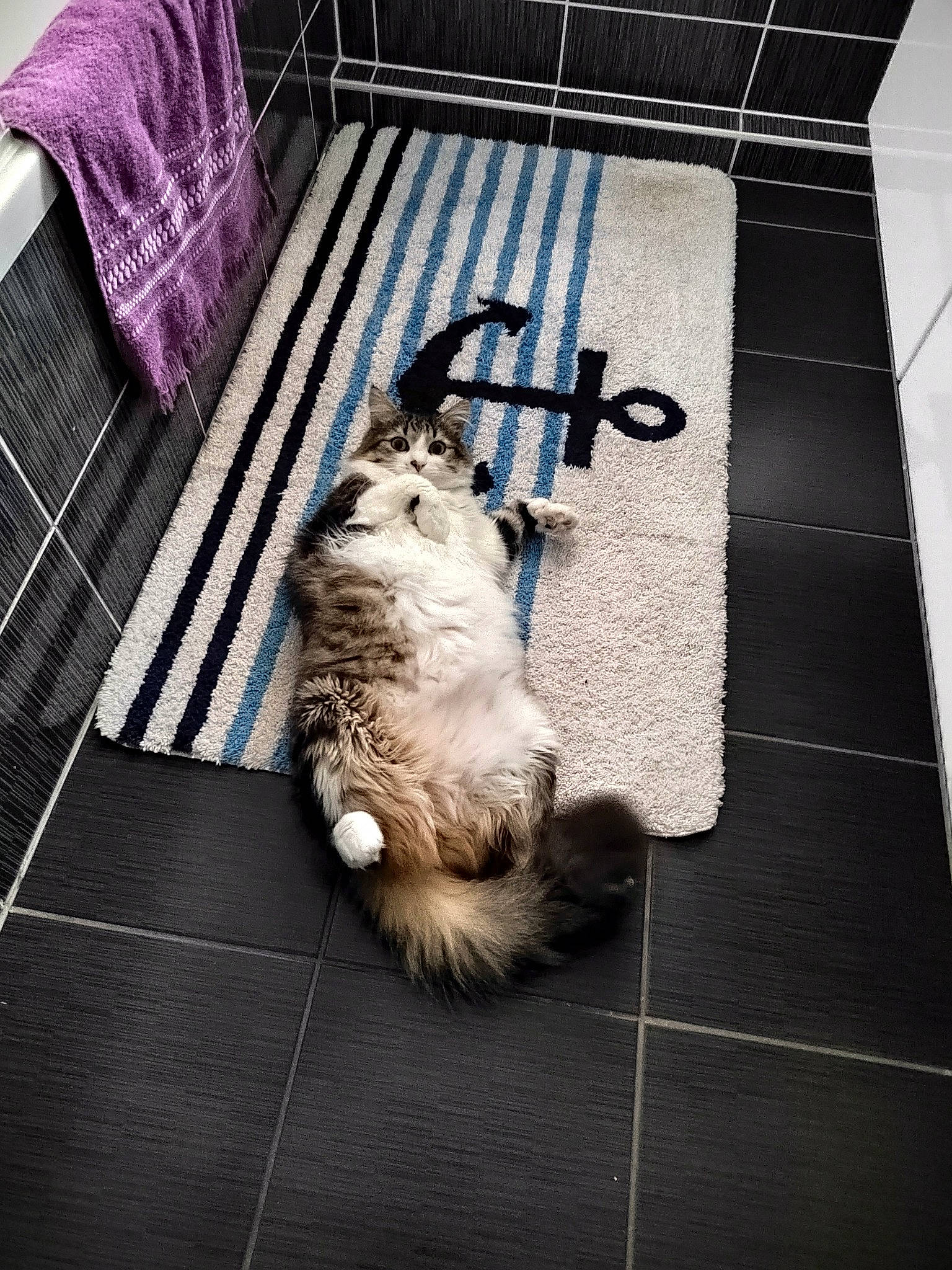 Pablo participe au concours pour gagner de l'argent avec cette photo : canidae, carnivore, companion_dog, dog_breed, domestic_short_haired_cat, felidae, floor, flooring, fur, grey, hardwood, metal, pet_supply, room, shadow, small_to_medium_sized_cats, tail, toy_dog, whiskers, wood