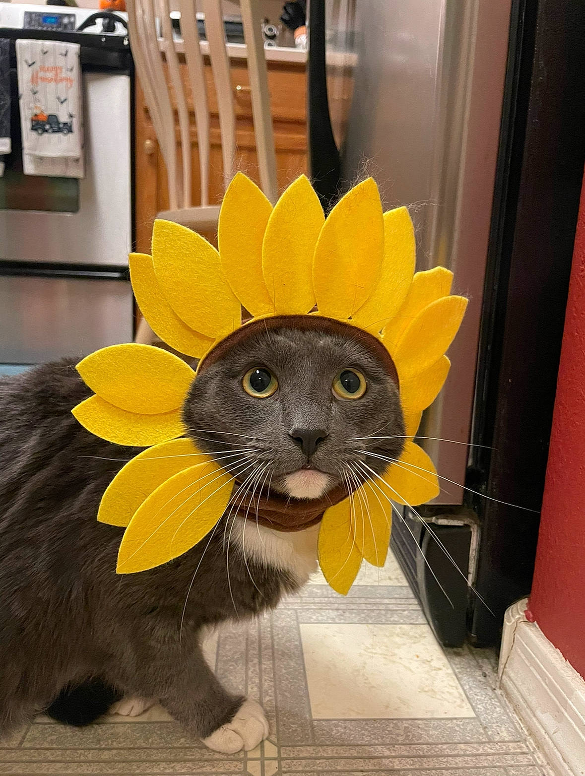 Chonky joined the competition — help win amazing prizes! art, canidae, carnivore, companion_dog, dog_breed, door, eye, fawn, felidae, flooring, flower, fur, headgear, plant, small_to_medium_sized_cats, snout, tail, terrestrial_animal, whiskers, window