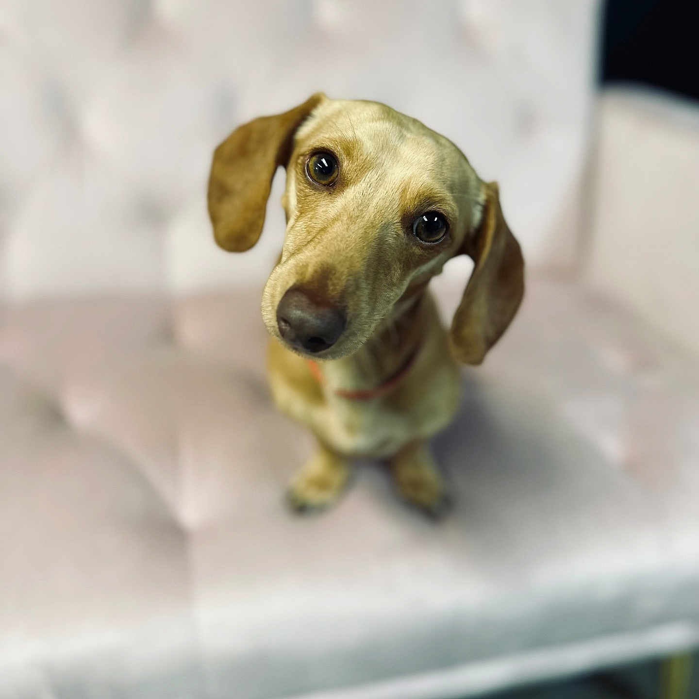 Toby joined the competition — help win amazing prizes! animal, brown, canine, companion, couch, curious, cute, dachshund, dog, domestic_animal, ears, friendly, fur, indoor, looking_up, pet, portrait, puppy, sitting, small_dog
