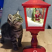 Choupette a rejoint le concours — aidez-le/la à gagner de superbes lots ! background, beads, cat, christmas, curious, decor, festive, furniture, holiday, indoor, kitten, lantern, miniature, pet, red, santa_claus, tabby, table, wooden_table, young_cat