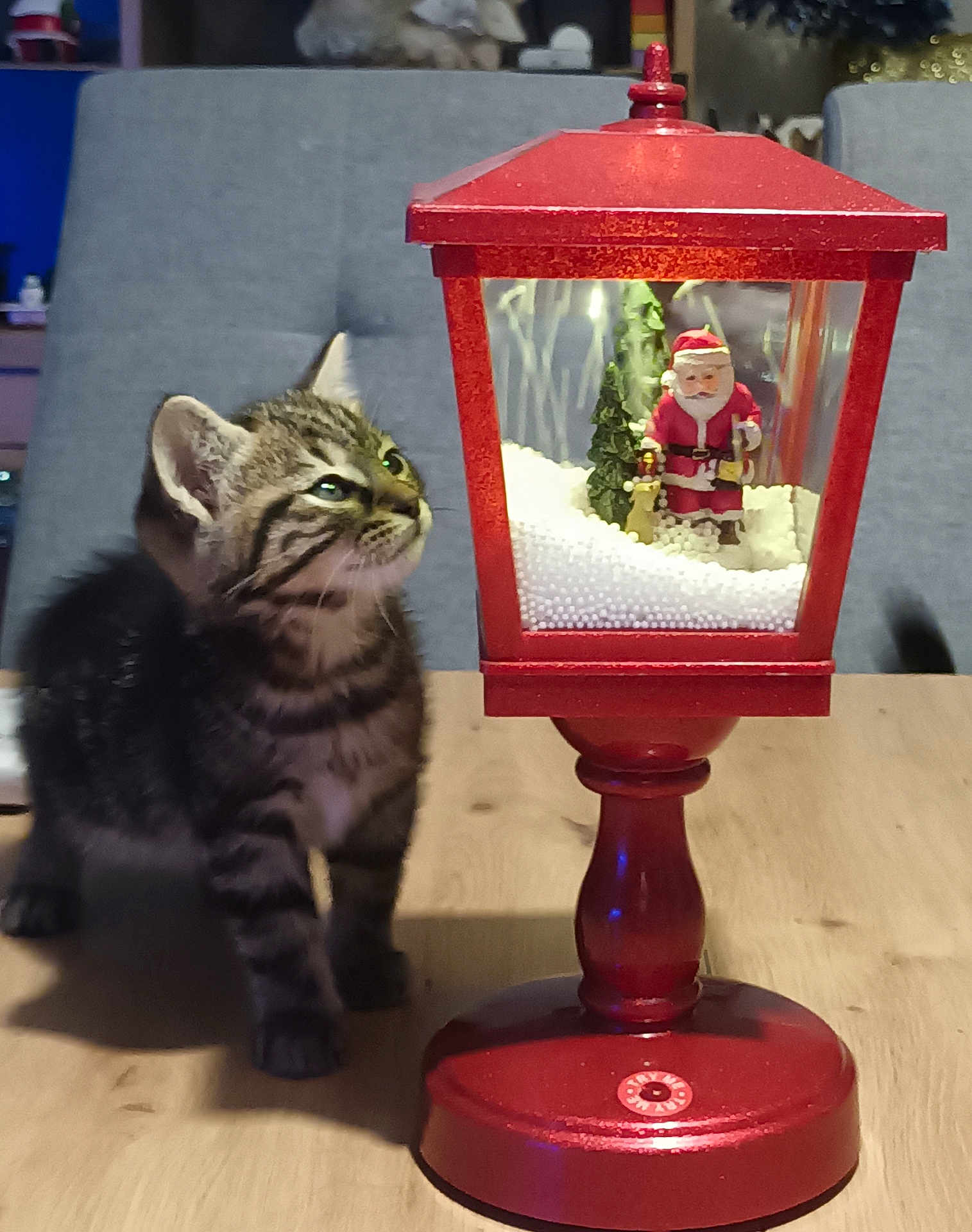 Choupette a rejoint le concours — aidez-le/la à gagner de superbes lots ! background, beads, cat, christmas, curious, decor, festive, furniture, holiday, indoor, kitten, lantern, miniature, pet, red, santa_claus, tabby, table, wooden_table, young_cat