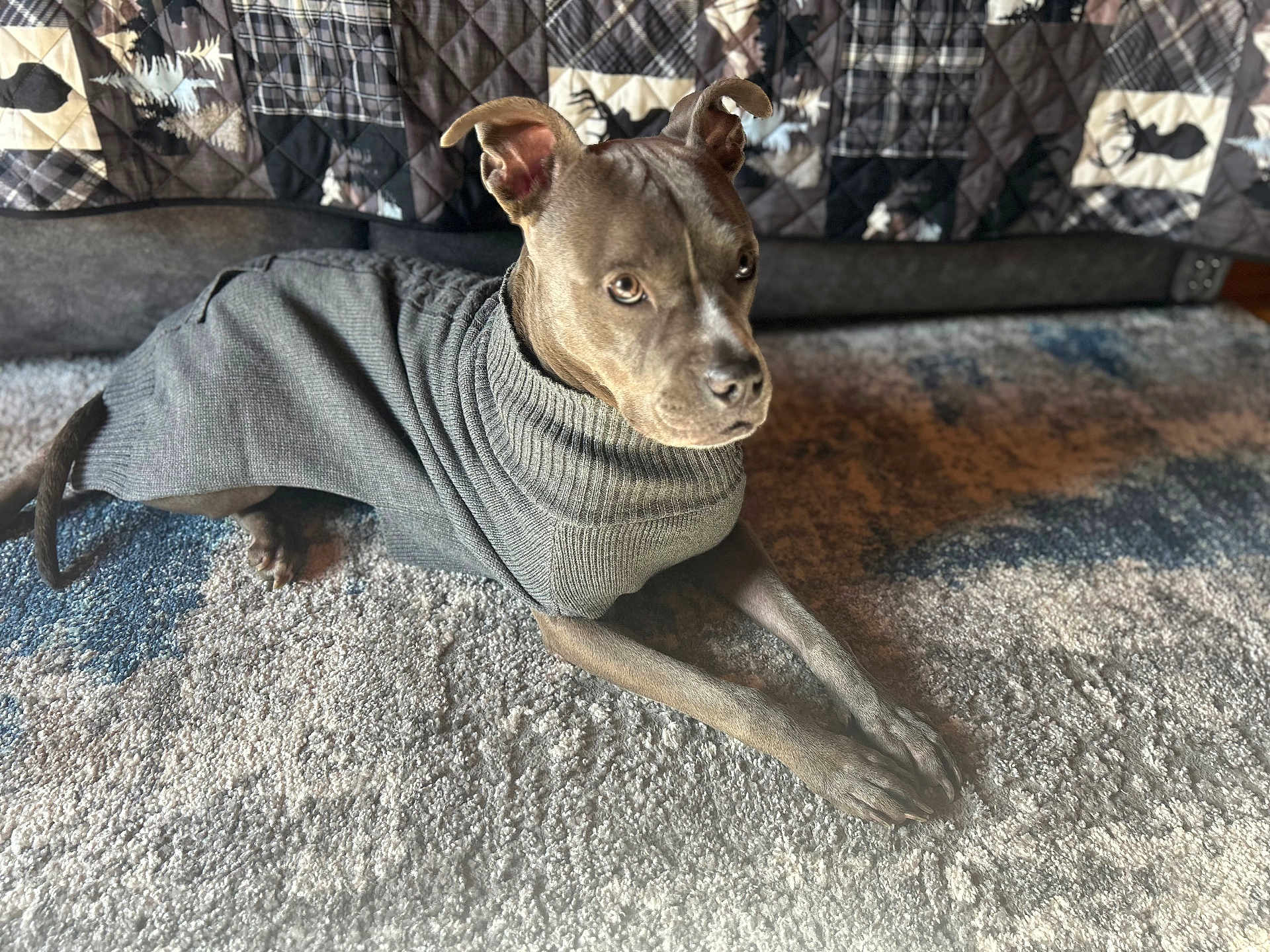 Kebella is registered to the contest to win money with this photo: dog, pitbull, sweater, carpet, rug, quilt, bed, paws, ears, snout, fur, pet, indoors, cozy, portrait, gaze, living_room, blanket, textile_pattern, grey