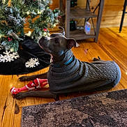 Kebella joined the competition — help win amazing prizes! dog, pet, christmas_tree, sweater, hardwood_floor, toy, tree_skirt, rug, indoor, holiday, festive, cozy, collar, looking_up, bokeh, wooden_shelf, decorations, snowflake, santa_toy, portrait