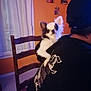 Daisy Crocrotte participe au concours pour gagner de l'argent avec cette photo : dog, chihuahua, pet, indoor, person, back, chair, wall, photo_frame, black_and_white, small_dog, fur, ears, cute, animal, companion, home, furniture, clothing, sitting