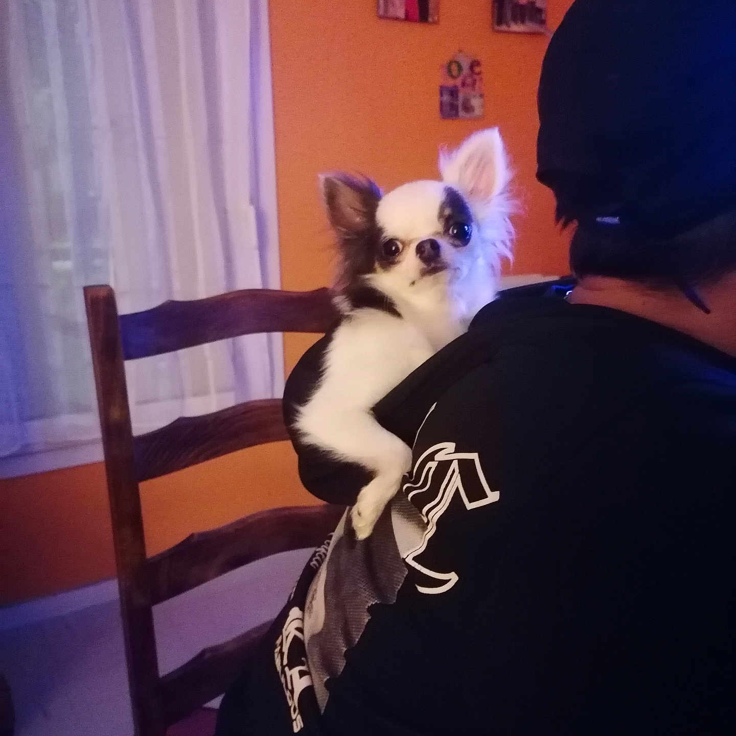 Daisy Crocrotte participe au concours pour gagner de l'argent avec cette photo : animal, back, black_and_white, chair, chihuahua, clothing, companion, cute, dog, ears, fur, furniture, home, indoor, person, pet, photo_frame, sitting, small_dog, wall