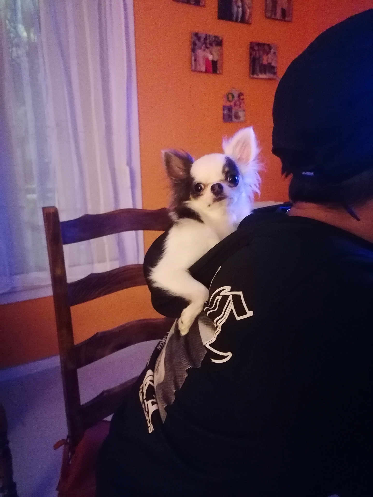 Daisy Crocrotte participe au concours pour gagner de l'argent avec cette photo : dog, chihuahua, pet, indoor, person, back, chair, wall, photo_frame, black_and_white, small_dog, fur, ears, cute, animal, companion, home, furniture, clothing, sitting
