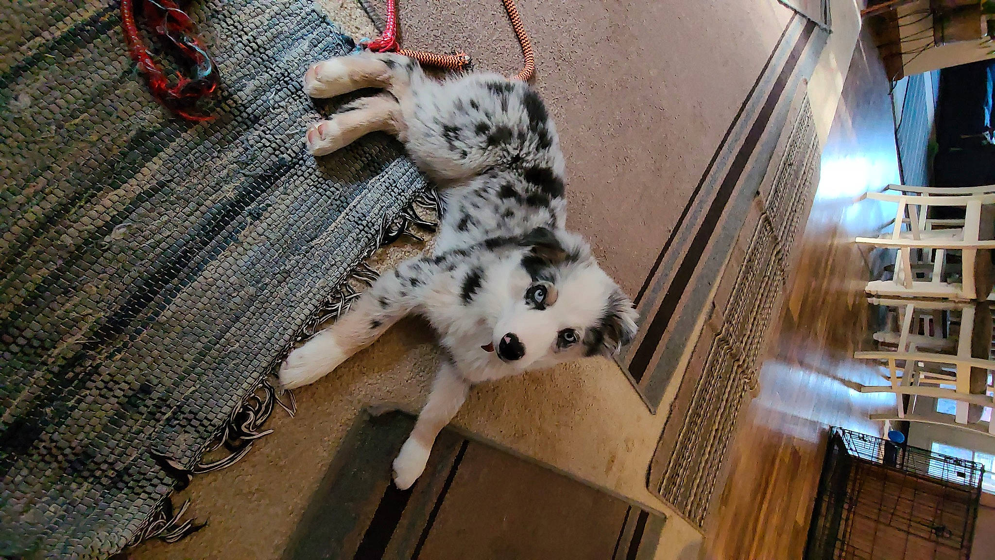 Brodie Man joined the competition — help win amazing prizes! canidae, carnivore, dalmatian, dog, fawn, felidae, fur, non_sporting_group, snout, snow_leopard, sporting_group, tail, whiskers