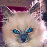 Milo is registered to the contest to win money with this photo: animal, blue_eyes, cat, close_up, cute, domestic_cat, ear_fur, feline, fluffy, focused, fur, indoor, lying_down, nose, paw, pet, portrait, relaxed, soft, whiskers