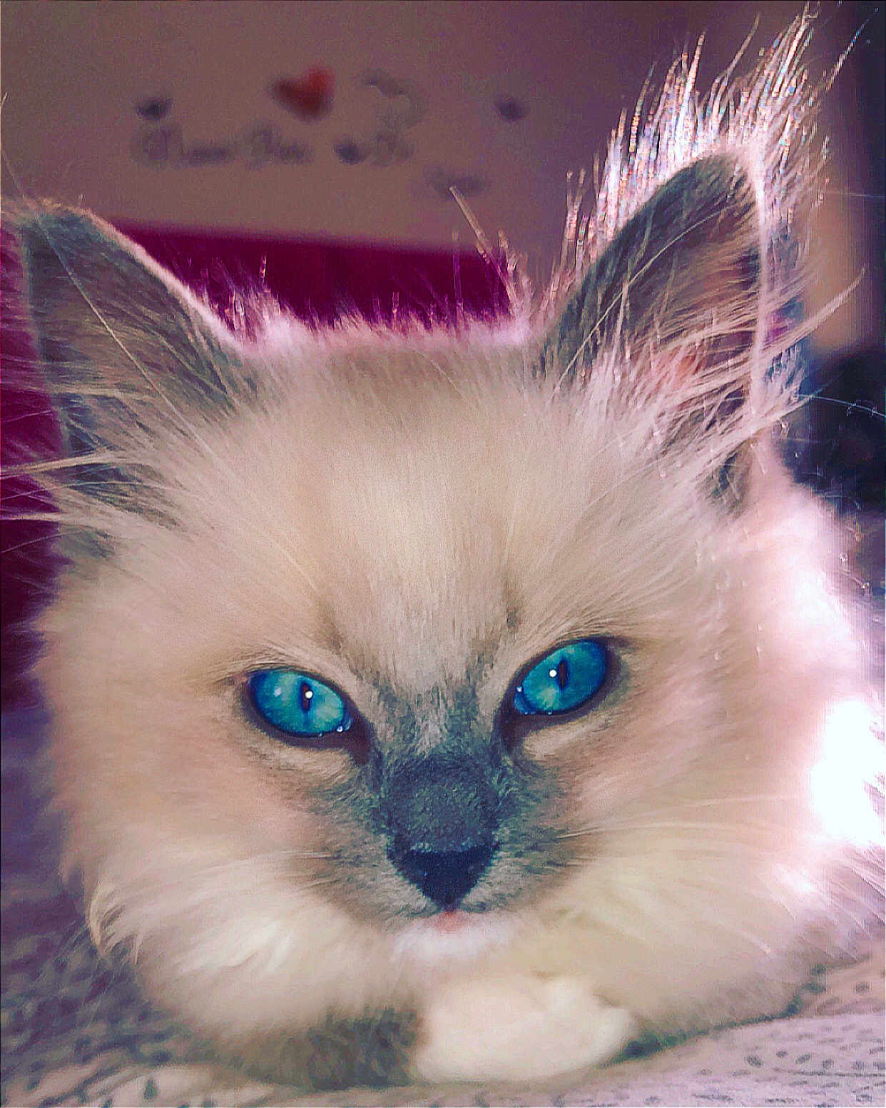 Milo is registered to the contest to win money with this photo: animal, blue_eyes, cat, close_up, cute, domestic_cat, ear_fur, feline, fluffy, focused, fur, indoor, lying_down, nose, paw, pet, portrait, relaxed, soft, whiskers