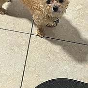 Bear joined the competition — help win amazing prizes! dog, small_dog, pet, indoor, tile_floor, shadow, looking_up, fur, brown_fur, black_nose, animal, companion, cute, domestic_animal, floor, collar, tag, close_up, standing, curious