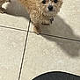 dog, small_dog, pet, indoor, tile_floor, shadow, looking_up, fur, brown_fur, black_nose, animal, companion, cute, domestic_animal, floor, collar, tag, close_up, standing, curious