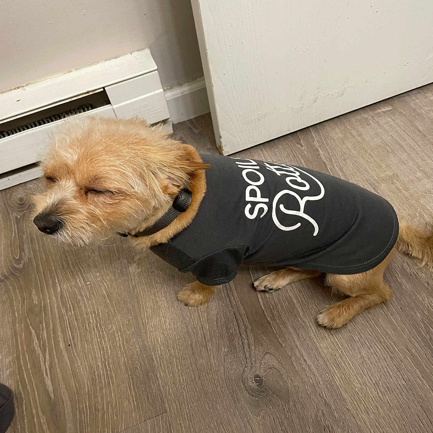 Bear is registered to the contest to win money with this photo: animal, baseboard_heater, black_shirt, canine, closed_eyes, clothing, collar, companionship, cute, dog, domestic_animal, door, flooring, fur, indoor, pet, sitting, sleepy, small_dog, wooden_floor