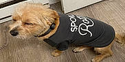 Bear is registered to the contest to win money with this photo: animal, brown_dog, clothing, collar, cute, dog, domestic_animal, eyes_closed, floor, fur, house, indoor, pet, quiet, resting, shirt, sitting, small_dog, waiting, wooden_floor