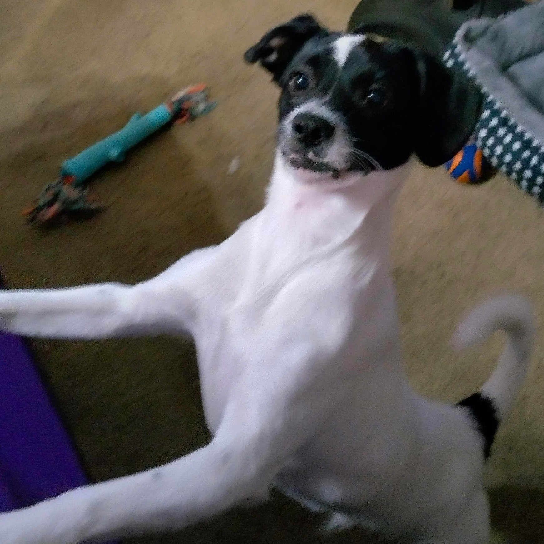 Odie