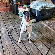Odie is registered to the contest to win money with this photo: dog, pet, outdoor, deck, wooden_deck, leash, happy, smiling, tongue, black_and_white, small_dog, standing, playful, backyard, patio, storage_bins, bucket, cushion, furniture, portrait