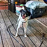 dog, pet, outdoor, deck, wooden_deck, leash, happy, smiling, tongue, black_and_white, small_dog, standing, playful, backyard, patio, storage_bins, bucket, cushion, furniture, portrait