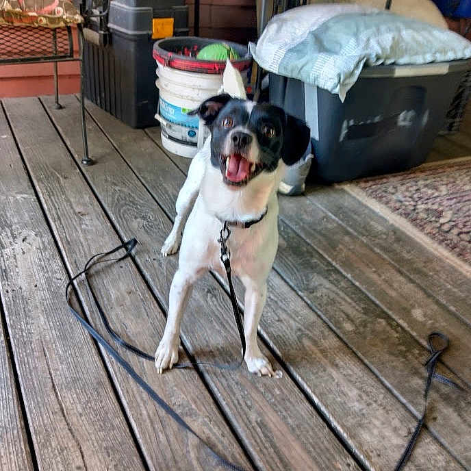 Odie