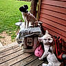 Odie joined the competition — help win amazing prizes! dog, dogs, puppy, pet, animal, sitting, outdoor, porch, deck, garden, lawn, garden_pot, statue, dog_statue, watering_can, gardening_tools, wooden_siding, backyard, furniture, humorous