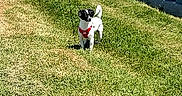 Odie is registered to the contest to win money with this photo: dog, puppy, black_and_white, red_clothing, outdoor, cemetery, gravestones, grass, flowers, sunlight, pet, small_dog, standing, animal, portrait, vertical_photo, greenery, memorial, garden, funny