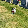dog, puppy, black_and_white, red_clothing, outdoor, cemetery, gravestones, grass, flowers, sunlight, pet, small_dog, standing, animal, portrait, vertical_photo, greenery, memorial, garden, funny