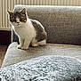 Barnaby joined the competition — help win amazing prizes! kitten, cat, pet, feline, couch, indoor, cozy, fur, small_animal, curious, seated, texture, home, soft_lighting, pillow, carpet, looking_at_camera, cute, domestic_animal, resting